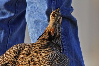 _MG_7402 Attwater's Prairie-Chicken.jpg