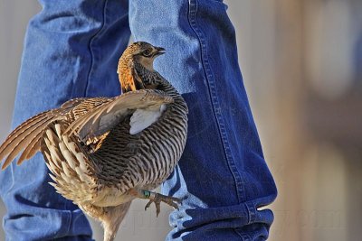 _MG_7404 Attwater's Prairie-Chicken.jpg