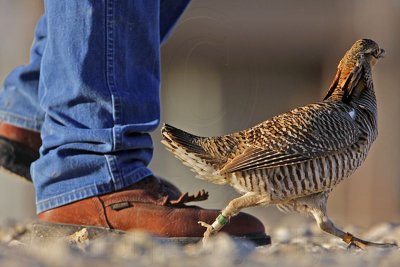 _MG_7410 Attwater's Prairie-Chicken.jpg