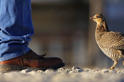_MG_7415 Attwater's Prairie-Chicken.jpg