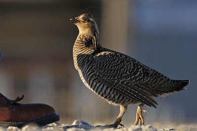 _MG_7417 Attwater's Prairie-Chicken.jpg