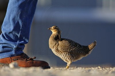 _MG_7428 Attwater's Prairie-Chicken.jpg