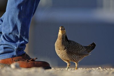 _MG_7429 Attwater's Prairie-Chicken.jpg