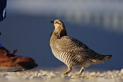 _MG_7431 Attwater's Prairie-Chicken.jpg