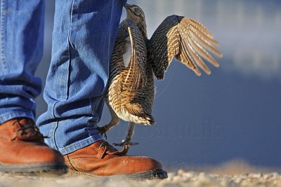 _MG_7434 Attwater's Prairie-Chicken.jpg