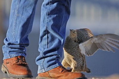 _MG_7435 Attwater's Prairie-Chicken.jpg