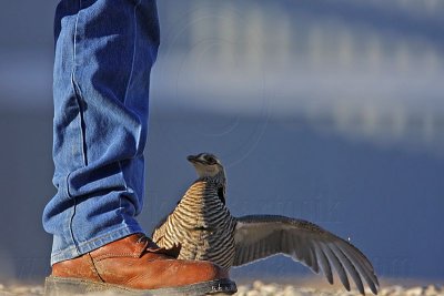 _MG_7438 Attwater's Prairie-Chicken.jpg