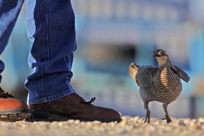 _MG_7449 Attwater's Prairie-Chicken.jpg