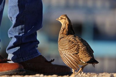 _MG_7451 Attwater's Prairie-Chicken.jpg