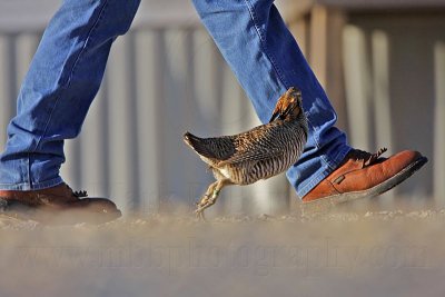 _MG_7475 Attwater's Prairie-Chicken.jpg