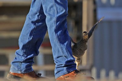 _MG_7489 Attwater's Prairie-Chicken.jpg