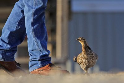 _MG_7492 Attwater's Prairie-Chicken.jpg