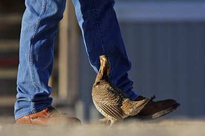 _MG_7495 Attwater's Prairie-Chicken.jpg