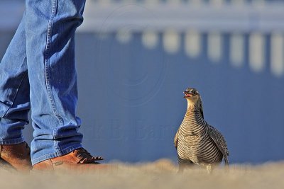 _MG_7498 Attwater's Prairie-Chicken.jpg