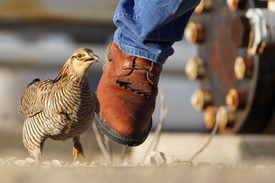 _MG_7521 Attwater's Prairie-Chicken.jpg
