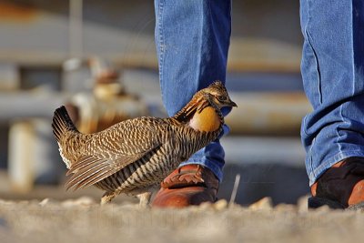 _MG_7544 Atwatter's Prairie-Chicken.jpg