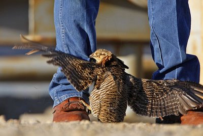 _MG_7547 Attwater's Prairie-Chicken.jpg