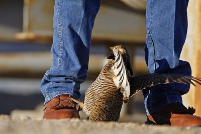 _MG_7548 Attwater's Prairie-Chicken.jpg
