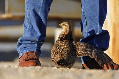 _MG_7549 Attwater's Prairie-Chicken.jpg