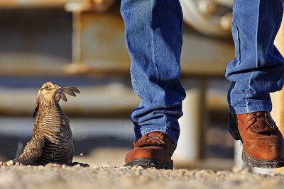 _MG_7550 Attwater's Prairie-Chicken.jpg