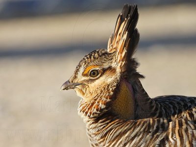 _MG_7831 Attwater's Prairie-Chicken.jpg