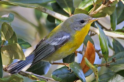 _MG_1210 Tropical Parula.jpg