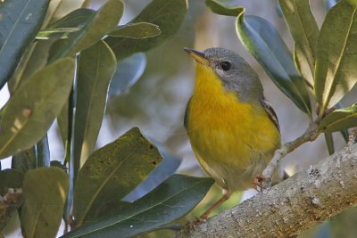 _MG_1243 Tropical Parula.jpg