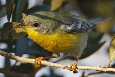 _MG_1856crop Tropical Parula.jpg