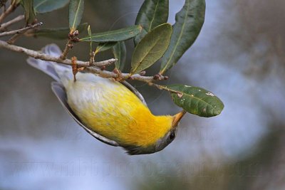 _MG_1923 Tropical Parula.jpg