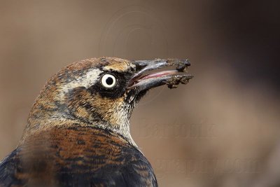 Rusty Blackbird - Brazos Bend State Park - January 18, 2009