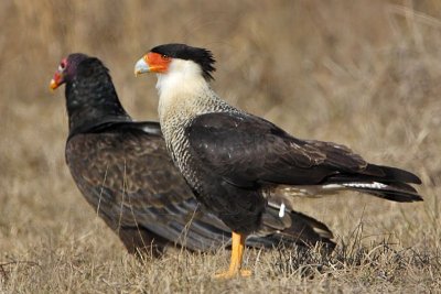 _MG_4411 Crested Caracara and Turkey Vulture.jpg