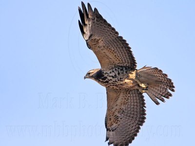 _MG_4730 Swainson's Hawk.jpg