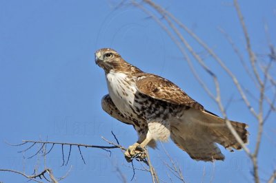 _MG_5309 Red-tailed Hawk.jpg