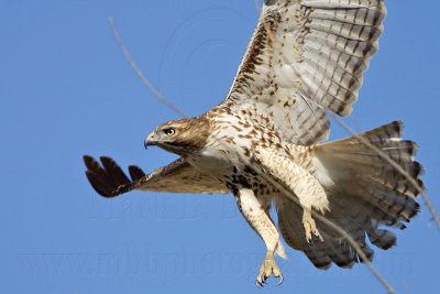 _MG_5314 Red-tailed Hawk.jpg