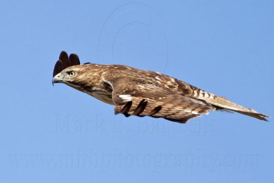_MG_5328 Red-tailed Hawk.jpg