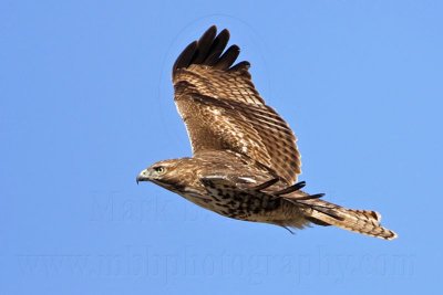 _MG_5330 Red-tailed Hawk.jpg