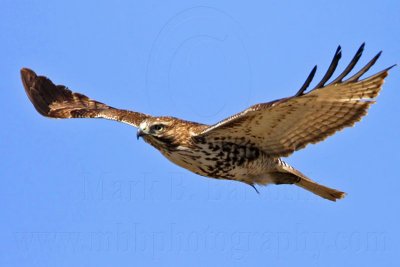 _MG_5336 Red-tailed Hawk.jpg