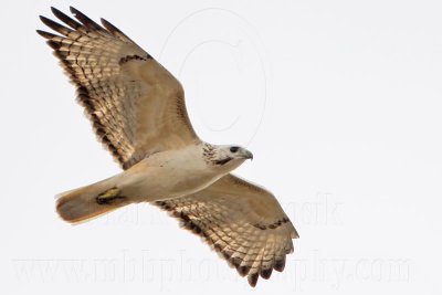 _MG_8658 Red-tailed Hawk.jpg