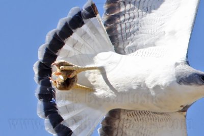 The White-tailed Hawk taking an Eastern Mole