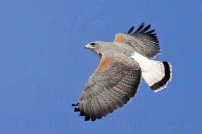 _MG_4357 White-tailed Hawk.jpg
