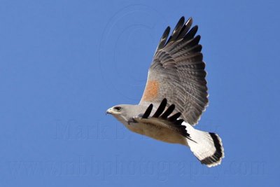 _MG_4358 White-tailed Hawk.jpg