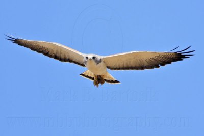 _MG_4368 White-tailed Hawk.jpg