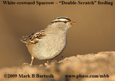 _MG_6308-11-White-crowned Sparrow - double scratch.gif