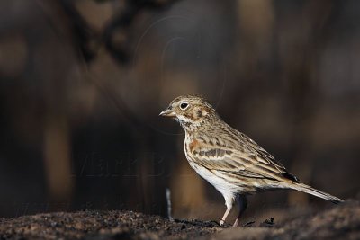 _MG_4873 Vesper Sparrow.jpg