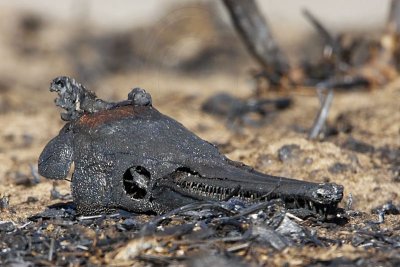 Texas prairie drought and fire devastating effect on wildlife.