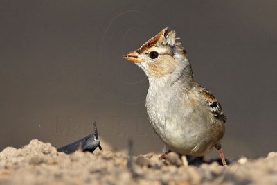_MG_0189crop White-crowned Sparrow.jpg