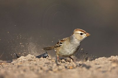 _MG_0252 White-crowned Sparrow - double scratch.jpg