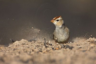 _MG_0523 White-crowned Sparrow - double scratch.jpg