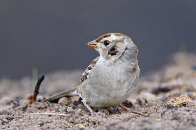 _MG_1085 White-crowned Sparrow.jpg