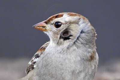 _MG_1085crop White-crowned Sparrow.jpg